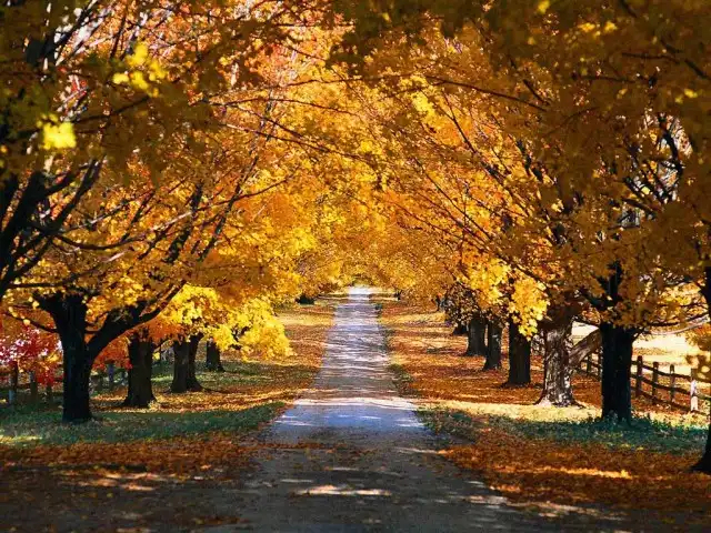 10 Used Car Bargains for Autumn