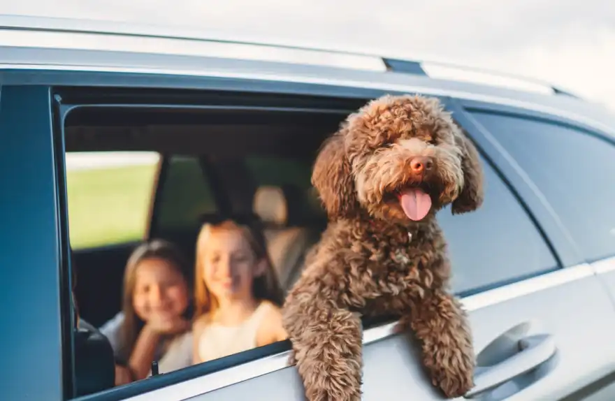 Letting your dog roam free in the car