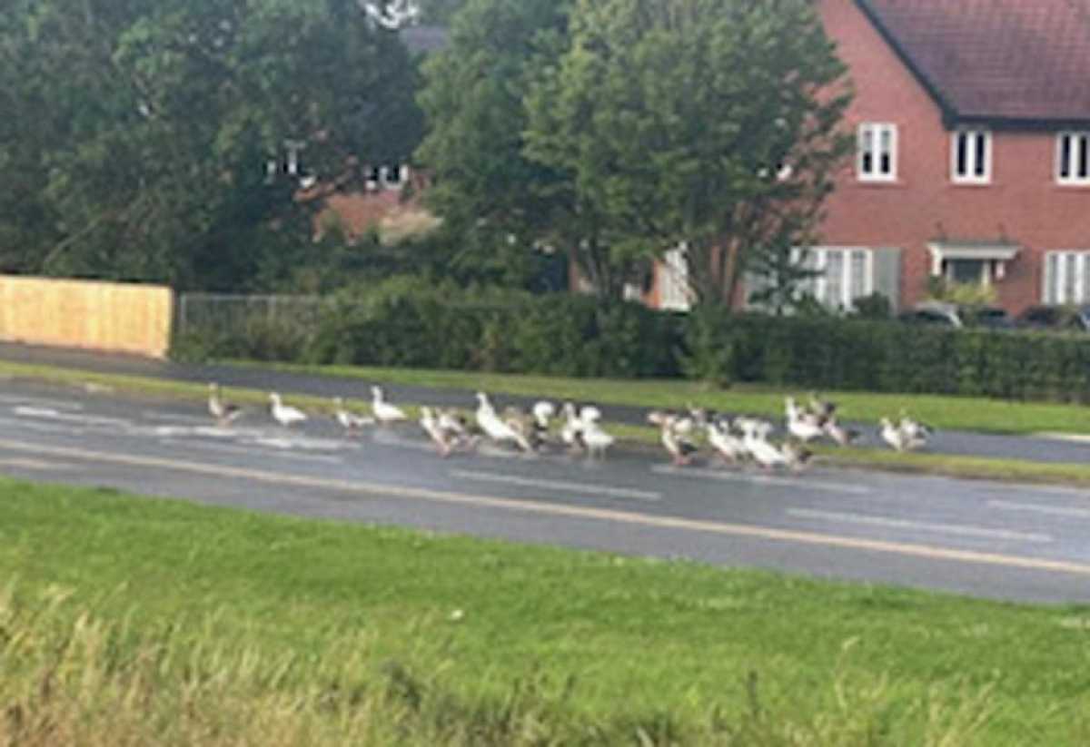 Idiot driver kills gaggle of geese and angry residents launch petition for justice