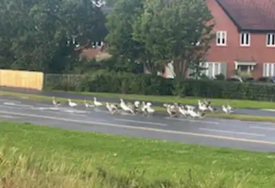 Idiot driver kills gaggle of geese and angry residents launch petition for justice