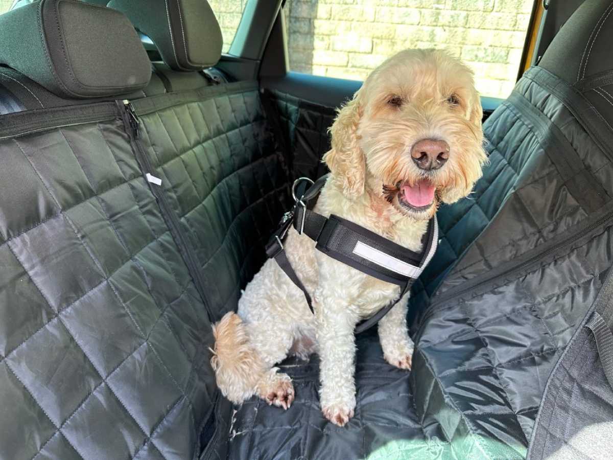 Make sure your pets are safely secured when driving