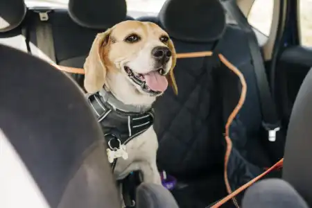 Your dog will be less stressed in an electric car – Here’s why