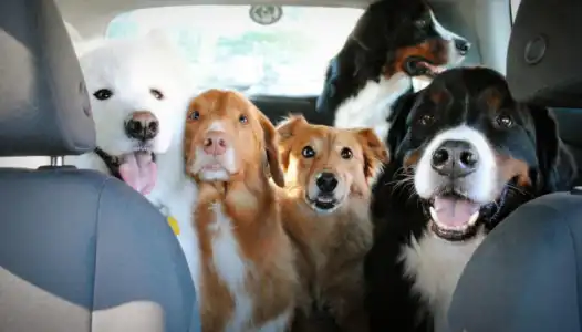 Top 10 cars for dog owners In 2022