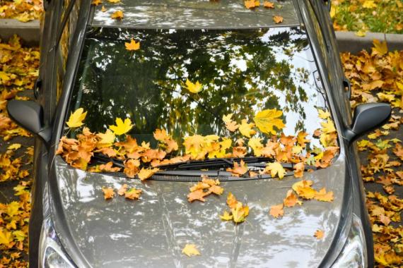 7 Autumn Driving Tips Image 5