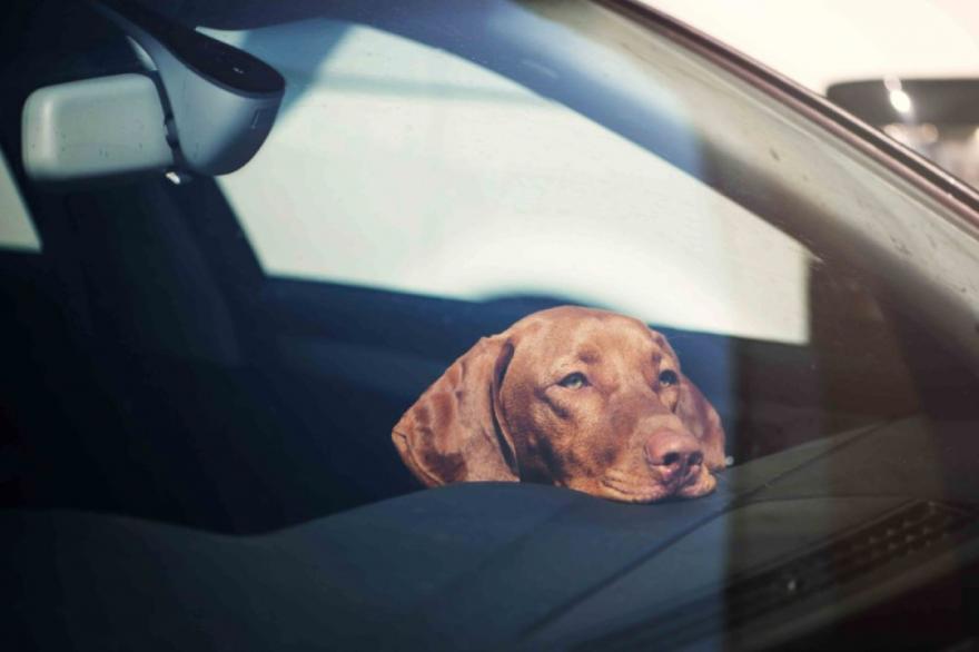 Dog warning: Owners told pets can easily overheat in cars despite modest temperatures