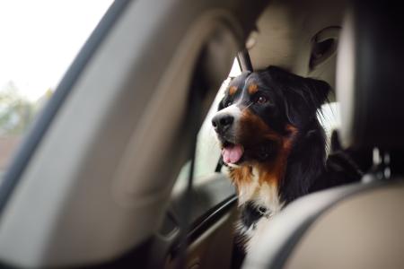 Is It Legal to Smash a Car Window to Rescue a Dog in the UK?